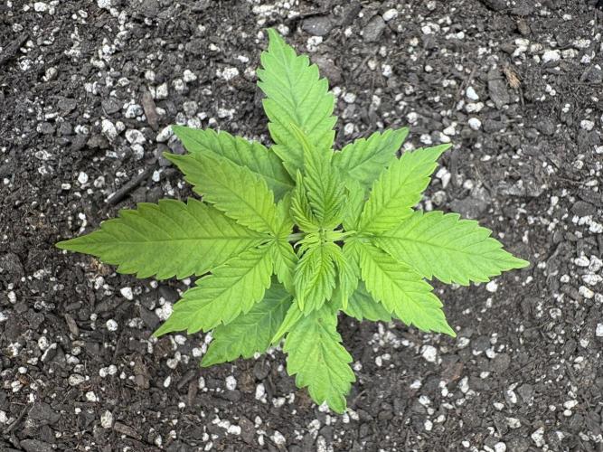 Godzilla Cookies Auto. Week 5