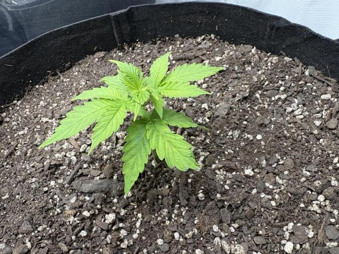 Godzilla Cookies Auto. Week 5