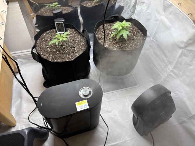 Godzilla Cookies Auto. Week 5