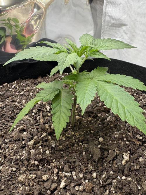 Godzilla Cookies Auto. Week 5