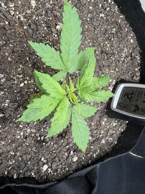 Godzilla Cookies Auto. Week 5