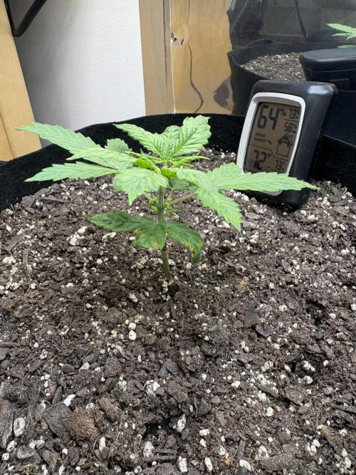 Godzilla Cookies Auto. Week 5