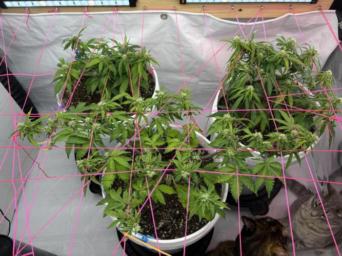 Bruce Banner Auto - Grow #3. Week 7