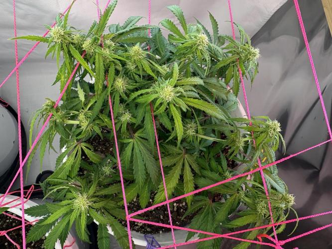 Bruce Banner Auto - Grow #3. Week 7