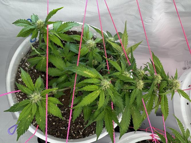 Bruce Banner Auto - Grow #3. Week 7