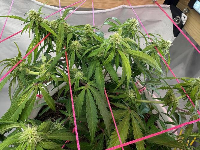 Bruce Banner Auto - Grow #3. Week 7