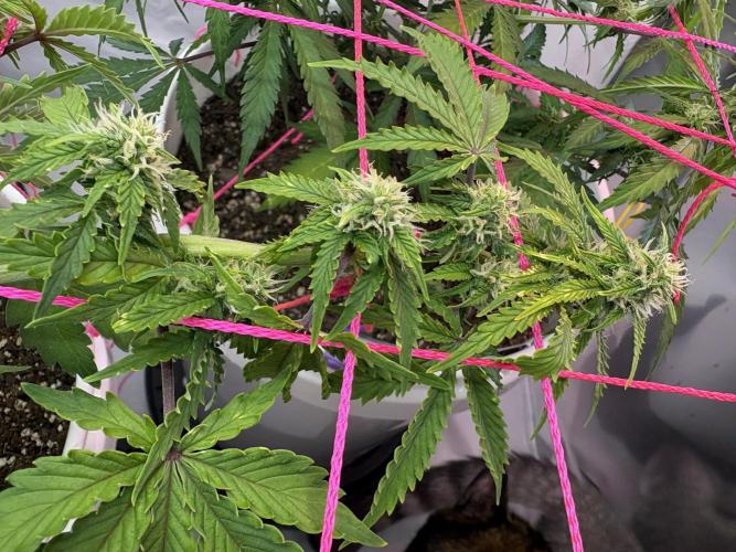 Bruce Banner Auto - Grow #3. Week 7