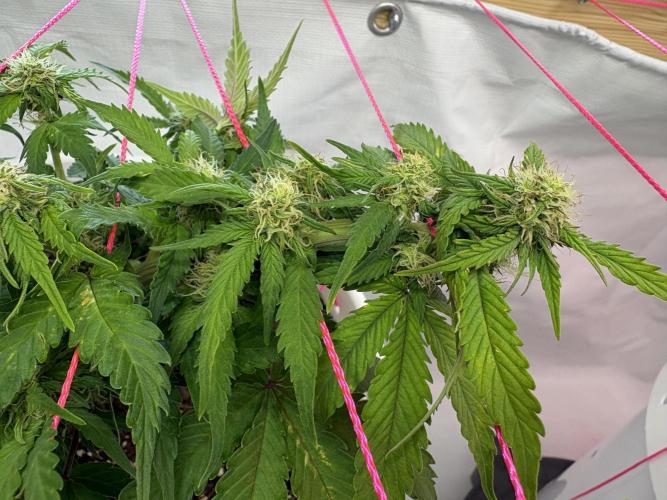 Bruce Banner Auto - Grow #3. Week 7