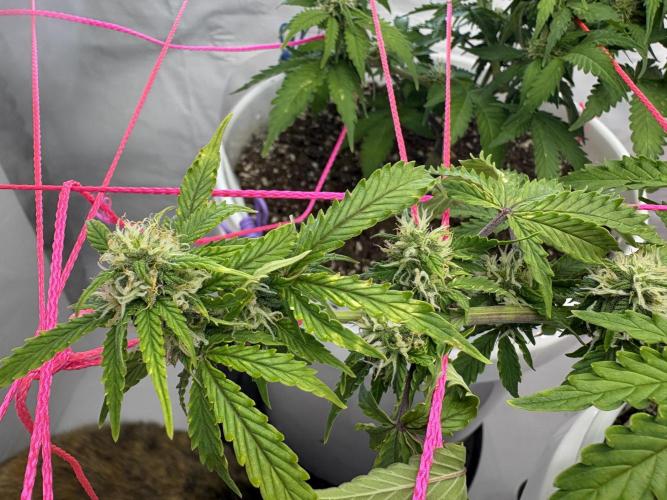 Bruce Banner Auto - Grow #3. Week 7