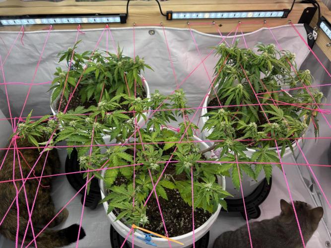 Bruce Banner Auto - Grow #3. Week 7