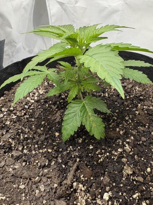 Godzilla Cookies Auto. Week 6