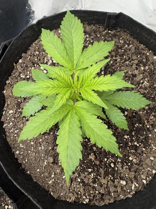 Godzilla Cookies Auto. Week 6