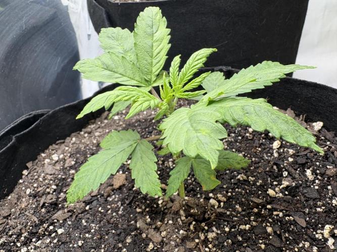 Godzilla Cookies Auto. Week 6