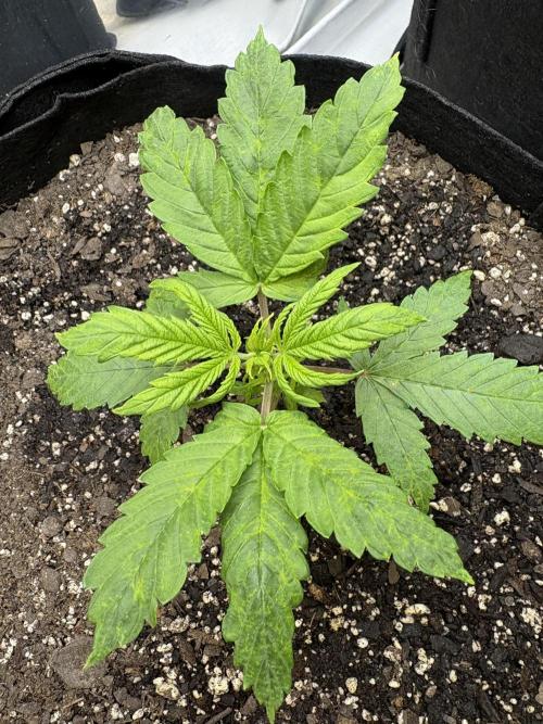 Godzilla Cookies Auto. Week 6