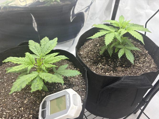 Godzilla Cookies Auto. Week 6