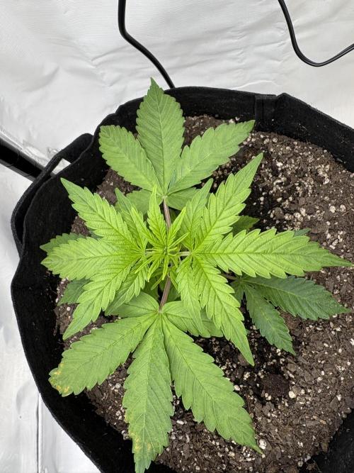 Godzilla Cookies Auto. Week 6