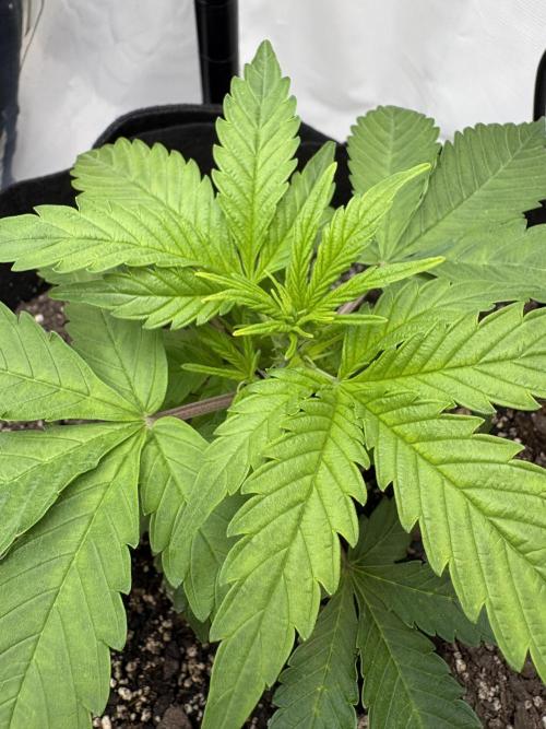 Godzilla Cookies Auto. Week 6