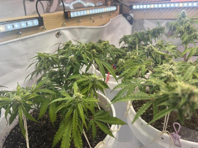 Bruce Banner Auto - Grow #3. Week 7