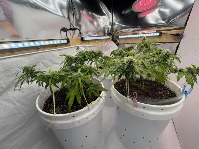 Bruce Banner Auto - Grow #3. Week 7