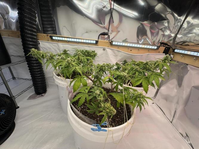 Bruce Banner Auto - Grow #3. Week 7