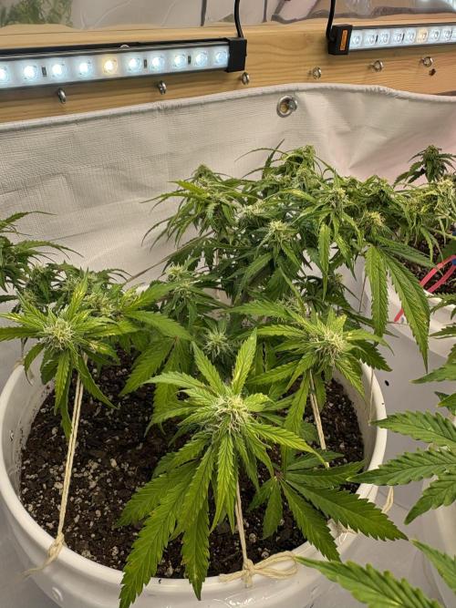 Bruce Banner Auto - Grow #3. Week 7