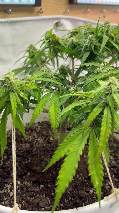 Bruce Banner Auto - Grow #3