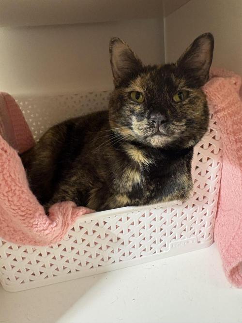 Bruce Banner Auto - Grow #3. Week 8