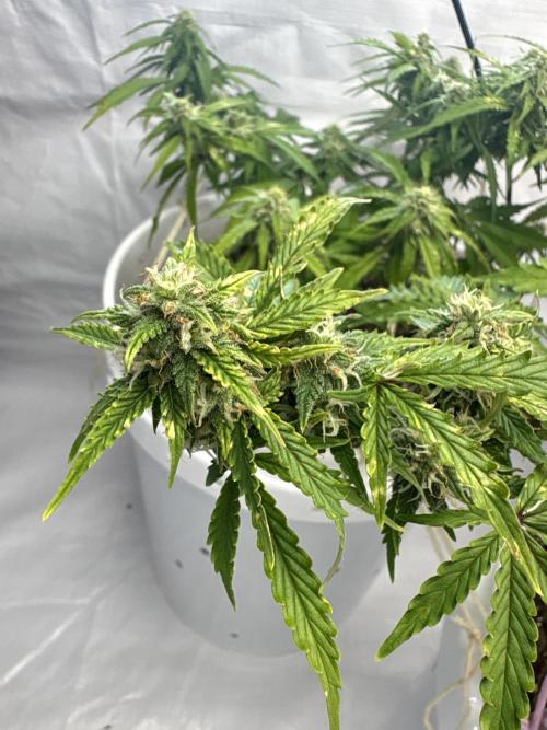 Bruce Banner Auto - Grow #3. Week 8