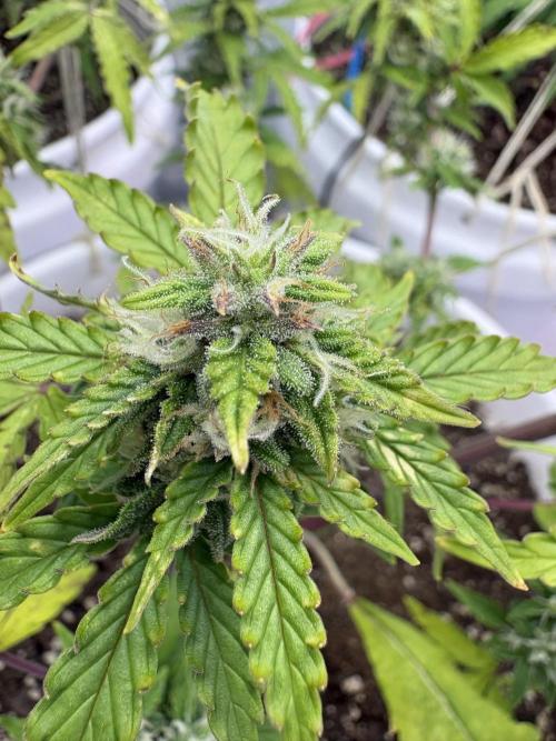 Bruce Banner Auto - Grow #3. Week 8