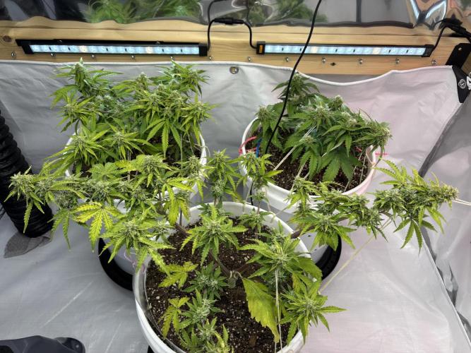 Bruce Banner Auto - Grow #3. Week 8