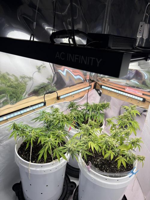 Bruce Banner Auto - Grow #3. Week 8