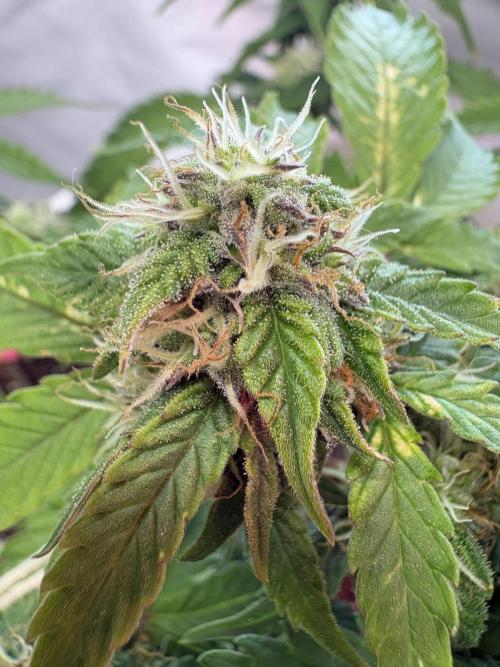 Bruce Banner Auto - Grow #3. Week 8