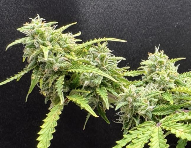 Bruce Banner Auto - Grow #3. Week 9