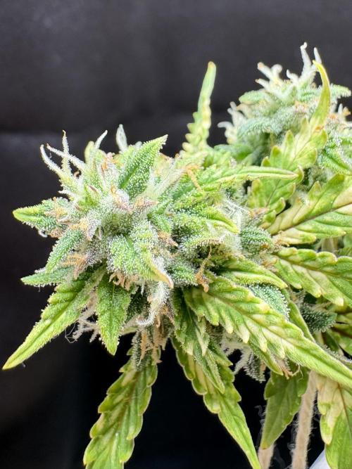 Bruce Banner Auto - Grow #3. Week 9