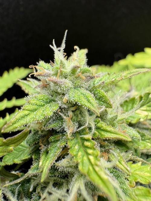 Bruce Banner Auto - Grow #3. Week 9