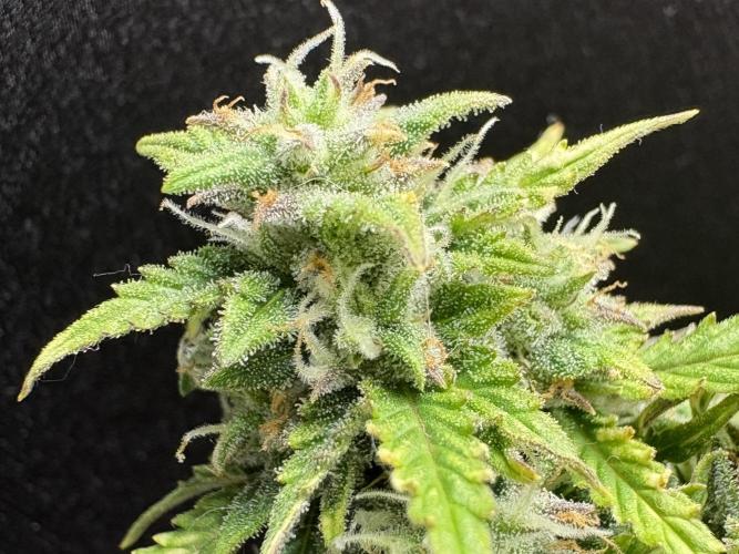 Bruce Banner Auto - Grow #3. Week 9