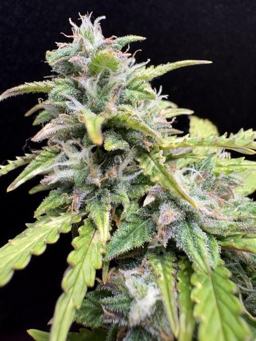 Bruce Banner Auto - Grow #3. Week 9