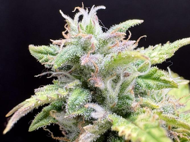 Bruce Banner Auto - Grow #3. Week 9