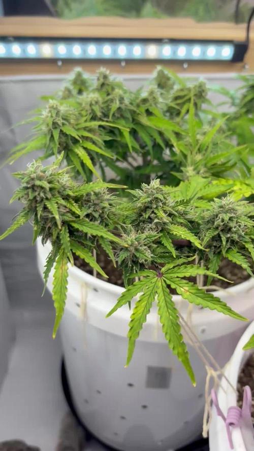 Bruce Banner Auto - Grow #3