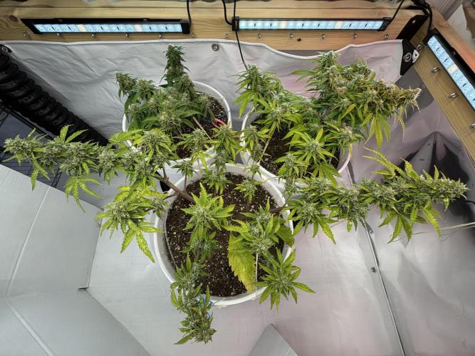 Bruce Banner Auto - Grow #3. Week 9