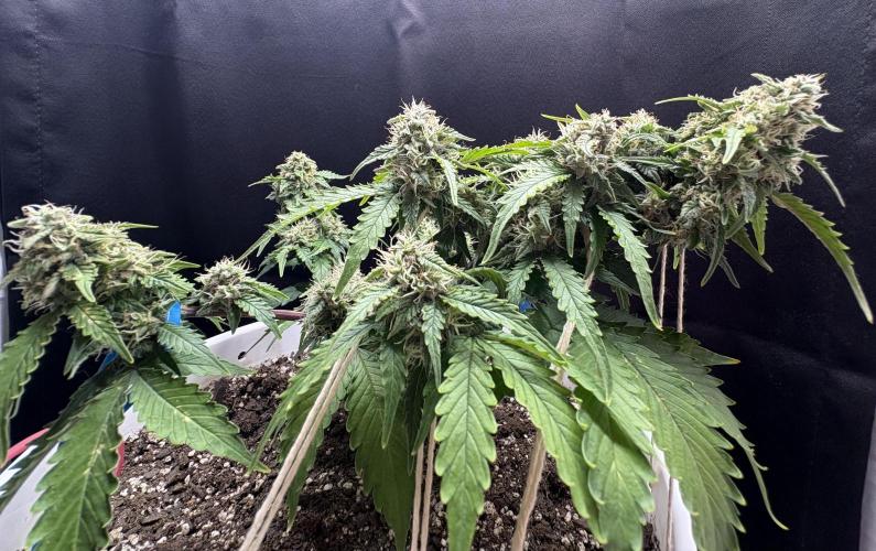 Bruce Banner Auto - Grow #3. Week 9