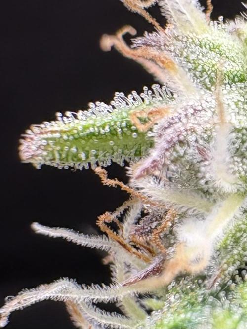 Bruce Banner Auto - Grow #3. Week 9