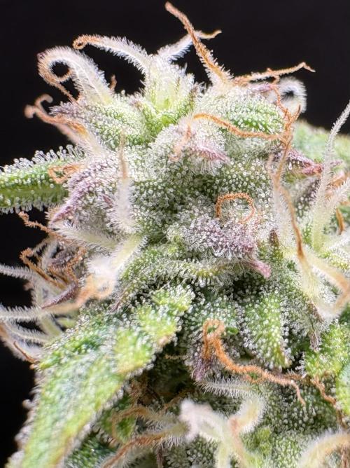 Bruce Banner Auto - Grow #3. Week 9