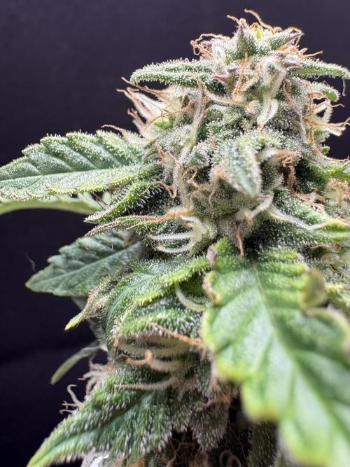 Bruce Banner Auto - Grow #3. Week 9