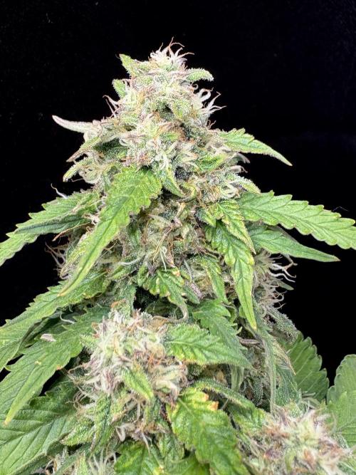 Bruce Banner Auto - Grow #3. Week 9