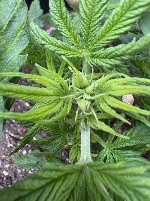 Godzilla Cookies Auto. Week 7