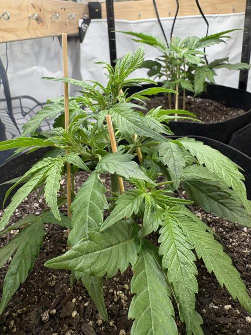 Godzilla Cookies Auto. Week 7