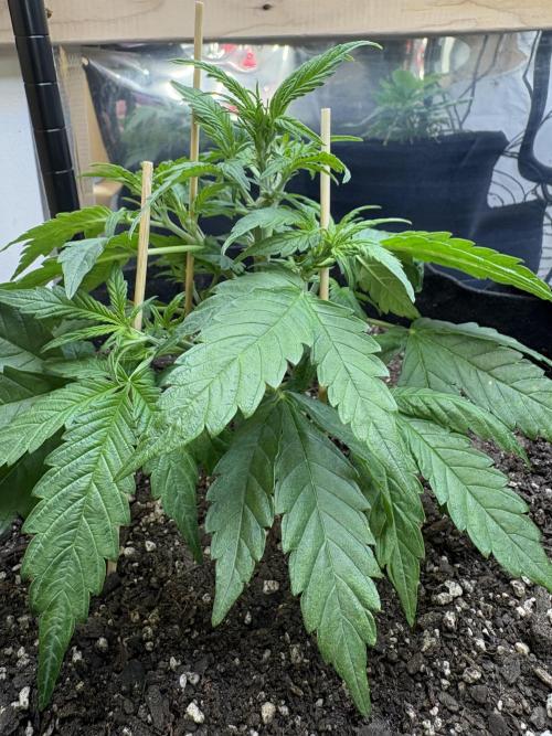 Godzilla Cookies Auto. Week 7