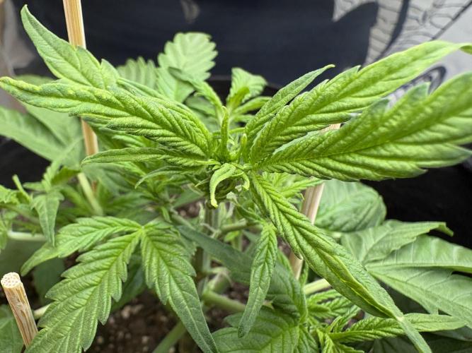 Godzilla Cookies Auto. Week 7