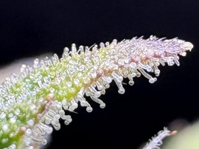 Bruce Banner Auto - Grow #3. Week 9